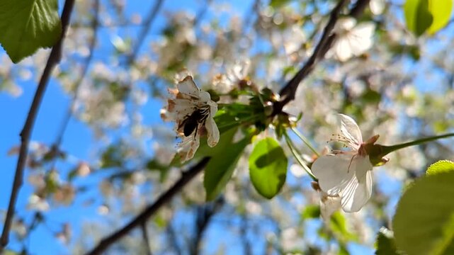 Honey Bee Pollinating White Cherry Blossom Flower Against Blue Sky. Bee Collecting Nectar from Blooming Cherry Tree Flower Close Up