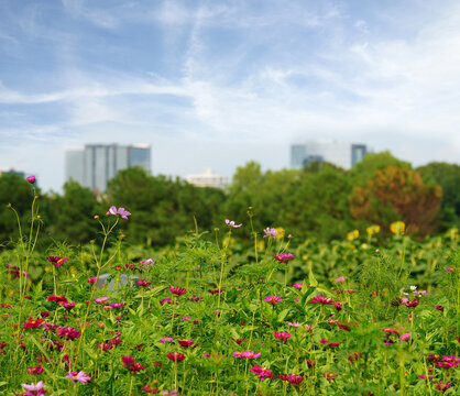 Wildflower and sunflower field at Dix Park with downtown Raleigh skyline in the distance