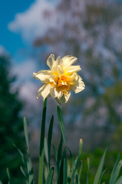 Single yellow daffodil flower against blue sky