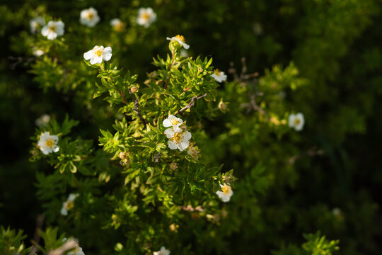 Shrubby cinquefoil blooming with white flowers in summer garden  