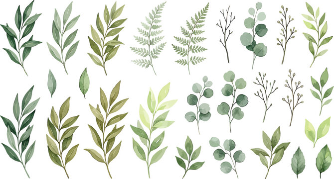 Watercolor green leaves and botanical branches collection for wedding invitation design and natural floral decorative elements vector