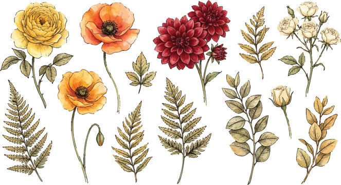Watercolor floral collection with autumn flowers and foliage elements isolated on a white background vector illustration