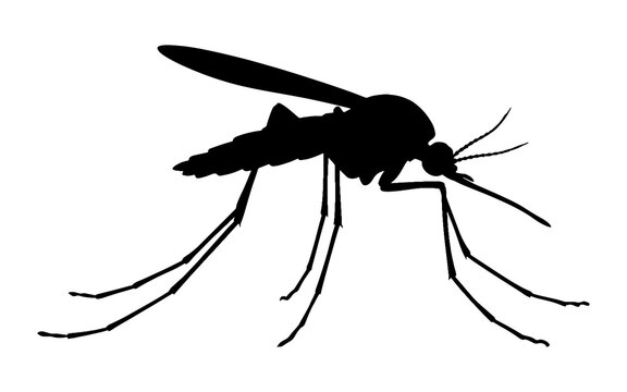 Silhouette of a mosquito