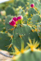 Close-up of prickly pear cactus pads featuring several ripe pink fruits and prominent yellow thorns against a blurred natural outdoor background. © JULIA