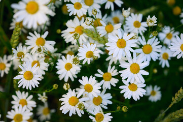 Fototapeta premium Close-up of wild anthemis arvensis (field chamomile) flowers in a meadow.