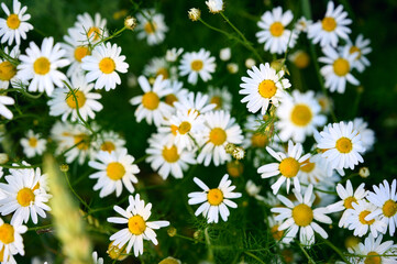 Obraz premium Close-up of wild anthemis arvensis (field chamomile) flowers in a meadow.