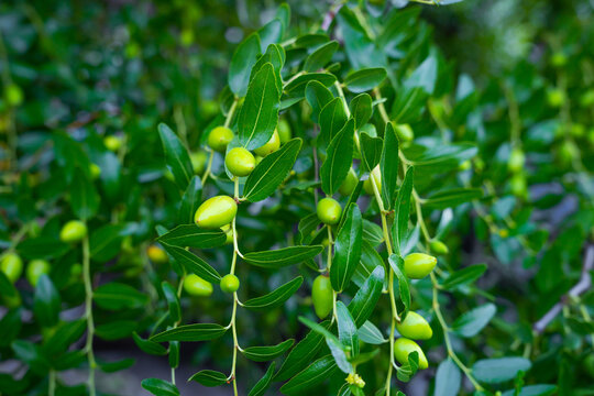 A close-up of small green unripe jujube fruits growing on a leafy tree branch in a natural outdoor garden, showcasing lush foliage and agricultural growth.