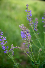 Fototapeta premium Purple Meadow Sage (Salvia pratensis) blooming in a wild green summer meadow.