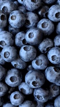 Fresh, ripe, and juicy wild blueberries as an ingredient for vegetarian dishes. Blueberries as a food background for your design