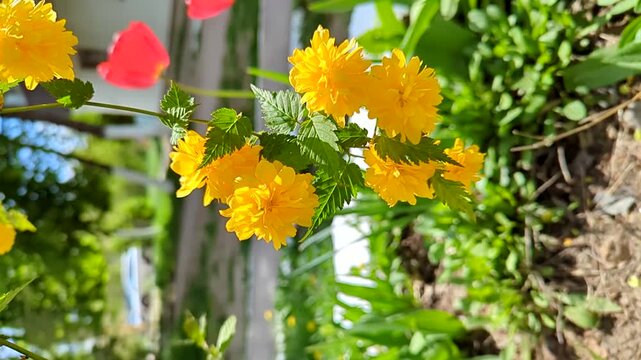 Close-up of bright yellow Japanese kerria flowers blooming in a sunny garden