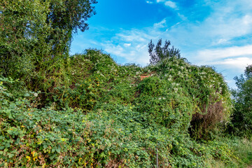 Fototapeta premium Völlig zugewachsenes Gartenhaus
