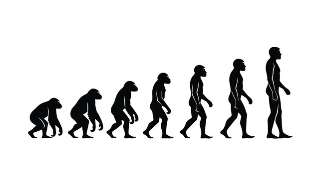 Illustrative depiction of human evolution showcasing stages from primate to modern human form