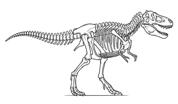 Scientific T Rex Skeleton Fossil Outline Vector Illustration