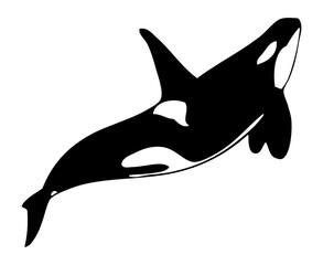 silhouette of a dolphin © Hasan