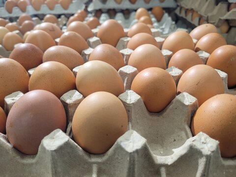 chicken eggs in carton