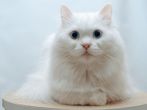 a blue eyed white turkish anggora cat in close up isolated in white background