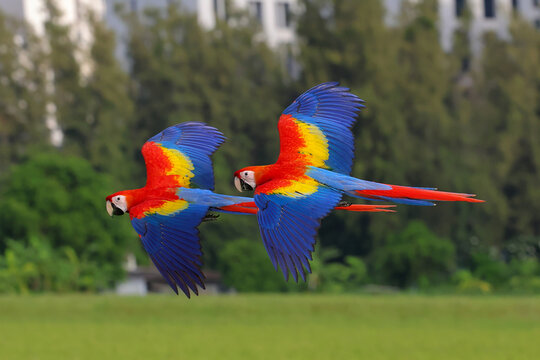 Beautiful scarlet macaws are flying over the green rice fields in the evening.