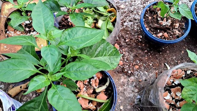 Young Chili Pepper Plants Growing in Pots with Crushed Eggshells as Organic Fertilizer