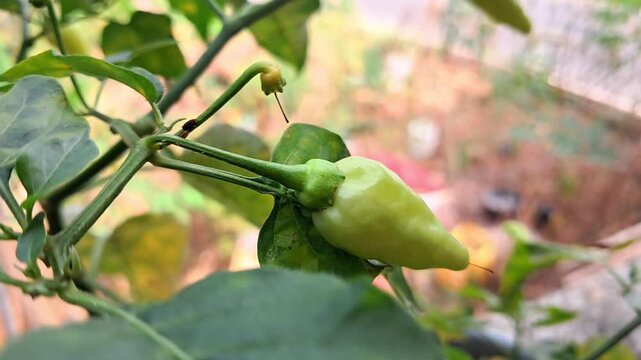 Close Up of Young Green Chili Pepper Growing on Plant in a Natural Garden