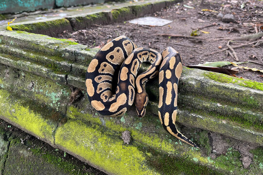 Ball Python Coiled on Moss Covered Stone Wall Outdoors