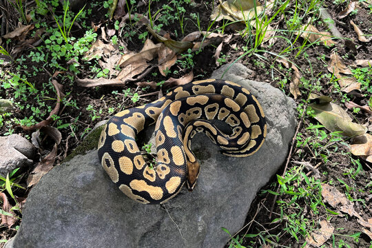 Coiled Ball Python Resting on Stone Among Dry Leaves