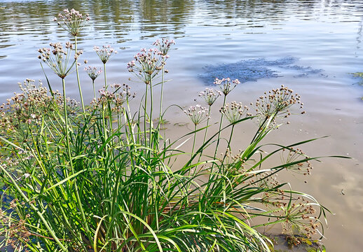 A blooming flowering rush (Butomus umbellatus) bush in shallow water, in the sunshine.