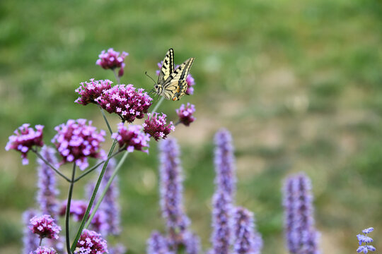 Wundersch&ouml;ner Schwalbenschwanz auf  einer violetten Bl&uuml;te eines Patagonischen Eisenkrautes