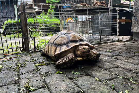 Side View of African Spurred Tortoise in Outdoor Enclosure