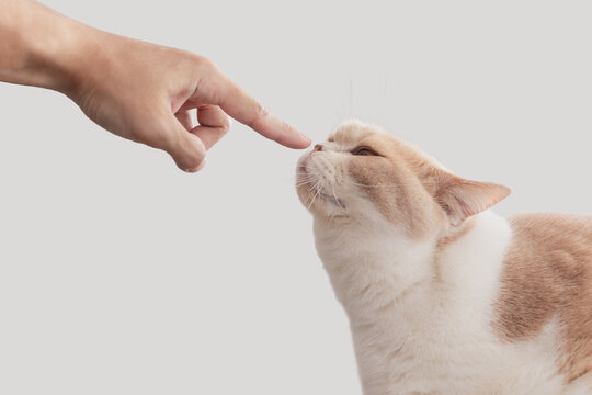 Cute cat sniffing human finger, isolated on white background