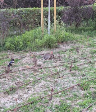 Urraca y conejo en una parcela de cultivo de peque&ntilde;o tama&ntilde;o, con plantas j&oacute;venes y una instalaci&oacute;n de riego por goteo autom&aacute;tico, en jard&iacute;n de parque p&uacute;blico	