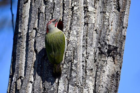 Iberian green woodpecker // Pito Ib&eacute;rico // Iberienspecht, Iberischer Gr&uuml;nspecht (Picus sharpei / Picus viridis sharpei) - Catalonia, Spain