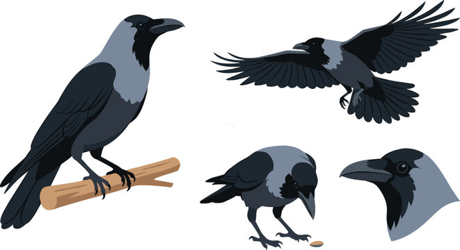 Black crow vector illustration set featuring raven characters perched flying eating and head profile icons.