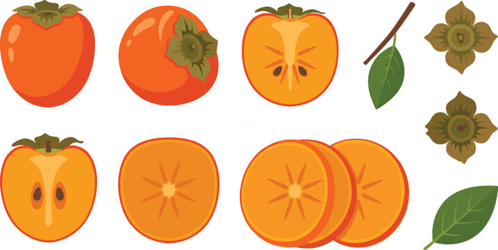 Fresh persimmon vector illustration set featuring whole halved and sliced orange kaki fruits isolated on white.