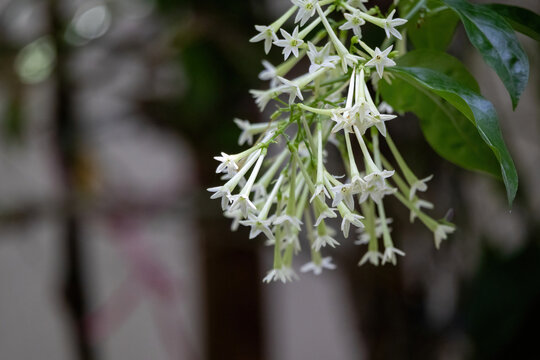 Close-up view of blooming night blooming jasmine flowers hanging on green plant stem. White Cestrum nocturnum blossom, aromatic floral nature background.
