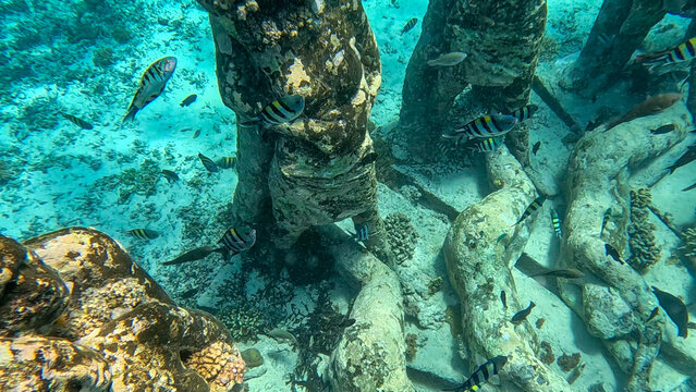 Marine life surrounding the Bask Nest underwater sculpture in Gili Meno, Indonesia