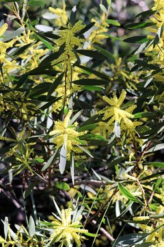 Close-up of Coastal Wattle (Acacia sophorae) in flower, South Australia