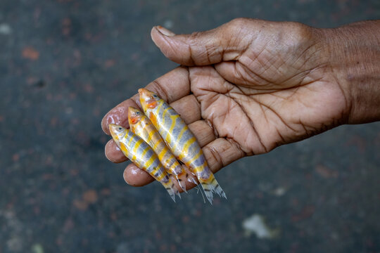 Close-up view of fisherman hand holding small fresh queen loach freshwater fishes. Freshly caught small river fish selling in local fish market.