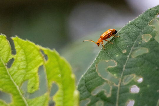 Small orange pumpkin beetle crawling on damaged green plant leaf outdoors. Agricultural pest bug eating foliage in garden, nature close-up shot.
