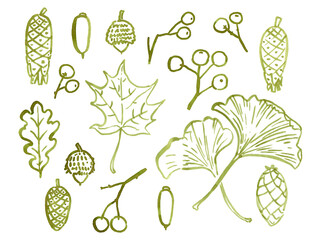 Hand drawn autumn leaves and seeds. Watercolour leaves, cones, seeds and berries. Autumn plants use as print, poster, cards, invitation, stickers, element design, textile, wrapping paper, label. © daria