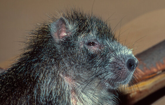 Closeup portrait of a Cuban Hutia, Capromys pilorides