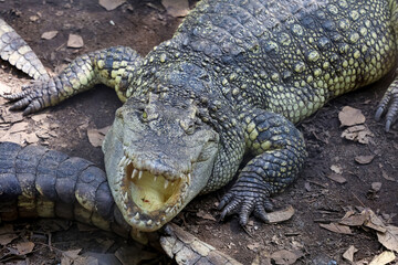 Fototapeta premium Crocodile with Open Mouth Showing Sharp Teeth in Close Up Front View on Ground