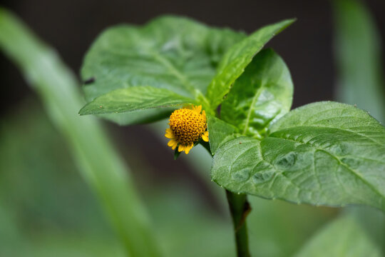 Small yellow Acmella oleracea toothache plant flower blooming among green foliage outdoors. Natural herbal medicine, botanical flora, and garden blossom.