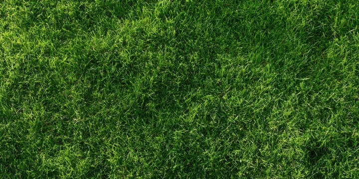 Lush green grass texture background, top view