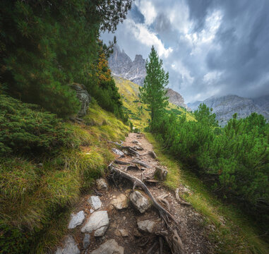 Hiking trail with tree roots and stones leading to rocky peaks in Dolomites, Italy. Summer alpine mountain landscape with gravel footpath, pine trees, green grass slope and dramatic cloudy sky. Alps
