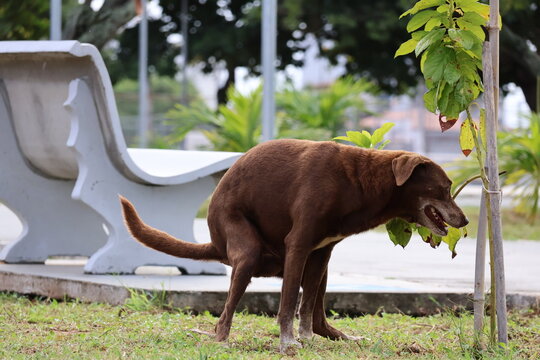 Brown dog defecating on grass next to a plant and a park bench in daylight
