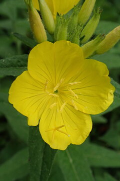 Closeup of a narrowleaf evening primrose and buds with a blurred background