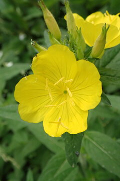 Closeup of a narrowleaf evening primrose and buds with a blurred background