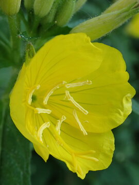 Closeup of a narrowleaf evening primrose and buds with a blurred background