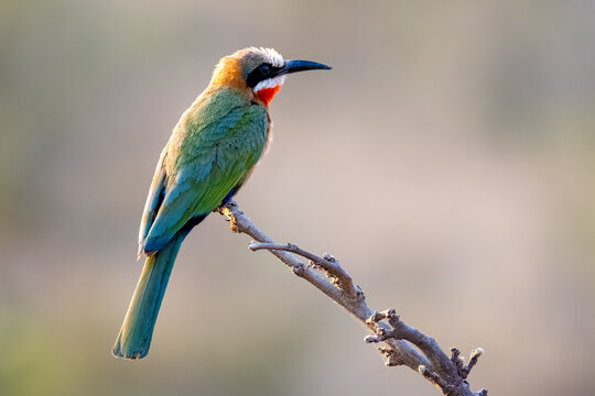 White-fronted bee-eater perched on a branch, Kruger National Park
