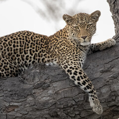 Naklejka premium Leopard resting in a tree with direct eye contact, Kruger National Park
